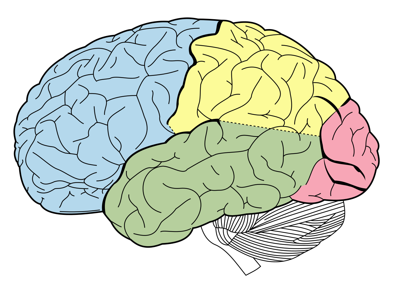 regiones cerebrales